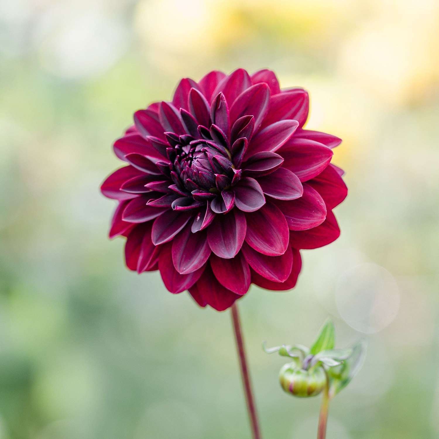 Dahlia 'Arabian Night'